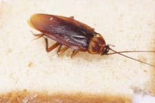 Ongedierte kan achter uw allergiesymptomen zitten