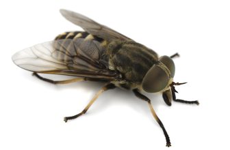 Bijten dazen?  |  Paardenvliegbeten behandelen?