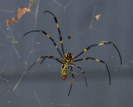 Gigantische Joro Spider-invasie aan de oostkust: reden tot alarm?