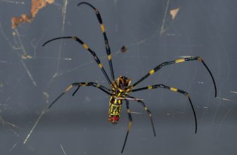Gigantische Joro Spider-invasie aan de oostkust: reden tot alarm?