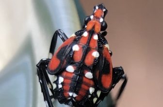 NPMA lanceert nieuwe videoserie over de dreiging van invasieve plagen naar de VS