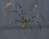 Gigantische Joro Spider-invasie aan de oostkust: reden tot alarm?